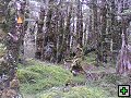thn_NZ leden-unor 2006 194.jpg